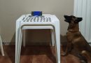 Guarnição de Taperoá e Canil Setorial da 33ª CIPM apreendem drogas com o auxílio de cão policial